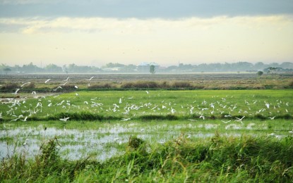 DENR calls on public to protect C. Luzon wetlands