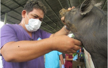 <p>Batangas Provincial Veterinarian Dr. Romel Marasigan has ordered for the strict implementation of farm biosecurity measures to avoid the entry of the African Swine Fever (ASF) in the province. <em>(File photo courtesy of Batangas PVO)</em></p>