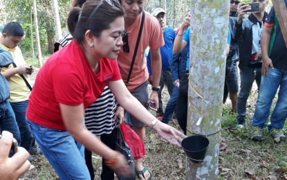 <p><strong>CEREMONIAL TAPPING.</strong> North Cotabato Governor Emmylou Taliño-Mendoza puts the cup on a rubber tree during the ceremonial rubber tapping at Myrna Gonzales Farm in Kisante, Makilala, North Cotabato on Saturday, Feb. 23, 2019. (<em>PNA photo by Lilian C. Mellejor)</em></p>