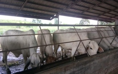 <p>The Provincial Veterinary Office initiates a cattle fattening project through the Negros First Ranch in Barangay Sta. Rosa, Murcia town to boost livelihood opportunities for Negrense raisers.<em> (File photo from PVO-Negros Occidental)</em></p>
<p><em> </em></p>
<p> </p>