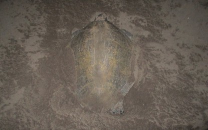 <p>An olive ridley sea turtle lays her eggs on the coast of Therma South, Inc. (TSI). This is the second nest that was discovered along the shore of the power plant facility. <em><strong>(Photo courtesy of AboitizPower)</strong></em></p>
<p><strong> </strong></p>