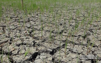 <p><strong>DRY SPELL</strong>. Parched ground due to the El Niño in Bicol. Other areas are also experiencing a severe dry spell such as Occidental Mindoro, where the Provincial Disaster Risk Reduction and Management Council has recommended to the Sangguniang Panlalawigan that the entire province be placed under a state of calamity. <em>(File photo courtesy of DA-Bicol)</em></p>