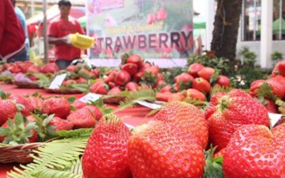<p><strong>DELICIOUS STRAWBERRIES.</strong> Department of Tourism (DOT) Undersecretary for Tourism Regulation Coordination and Resource Generation Arturo Boncato Jr.  lauds Benguet province and the town of La Trinidad for producing the best-tasting strawberries.<em> (PNA photo by Pamela Mariz Geminiano)</em></p>