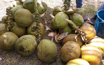 <p>Freshly harvested young coconut. The Philippine Coconut Authority in Eastern Visayas is asking government agencies and local governments to promote the consumption of buko (young coconut) juice to raise the income of farmers. <em>(Photo by Sarwell Meniano)</em></p>