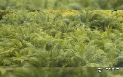 <p>An oil palm plantation. (PNA file photo)</p>