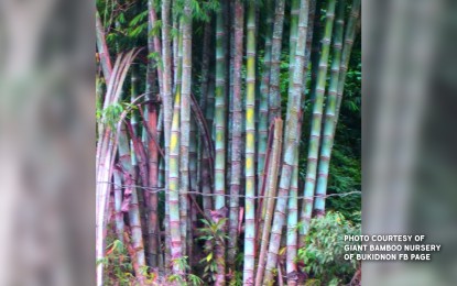 19K hectares of land eyed for bamboo plantation