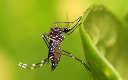 <p>(Google photo of Aedes aegypti, the dengue-carrying mosquito)</p>
