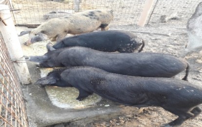 NegOcc promotes black pig production for business, livelihood ...