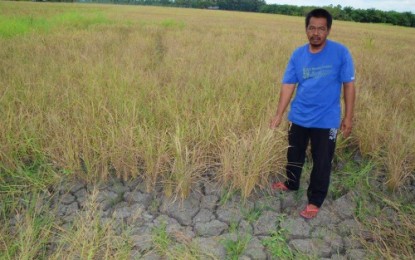 El Niño destroys P605-M crops, affects 18K farmers in BARMM ...