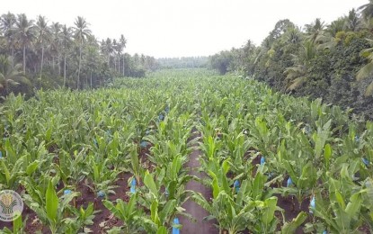 <p>A banana plantation in Davao City. <strong><em>(File photo courtesy of DA-11)</em></strong></p>