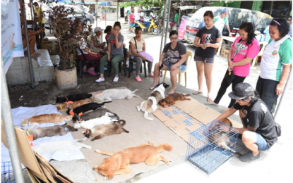 <p>Pet owners wait patiently as their  dogs and cats undergo spaying and castration by a team of veterinarians from the Department of Health (DOH) Calabarzon regional office and Cavite City Veterinary Office in Barangay 29-A Multi Purpose Hall, Ronquillo Caridad in Cavite City on April 4, 2019. <em>(Photo by Dennis Abrina)</em></p>
<p> </p>