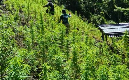 <p>A total of PHP70.5 million worth of marijuana plants were destroyed by government anti-drug enforcers in the hinterland of Tinglayan in Kalinga province in March. <em>(File photo courtesy of PDEA-CAR)</em></p>