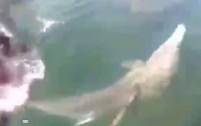 <p>A screenshot from the video showing a spinner dolphin while being mercilessly speared by residents in Victoria, Northern Samar. <em>(Photo courtesy of the Bureau of Fisheries and Aquatic Resources)</em></p>