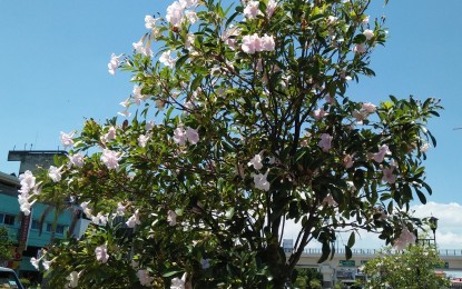 <p><strong>NEWEST ATTRACTION.</strong> Rosy trumpet trees, or Tabebuia Rosea, bloom along Iloilo City’s Diversion Road, making them as newest attraction in Iloilo City. The City Agricultural Office was encouraged to adopt the flowering trees due to the positive feedback from the public. <em>(Photo by Perla Lena) </em></p>