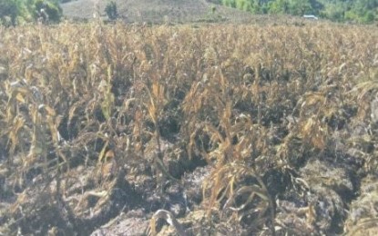 <p><strong>DRIED CORNFIELDS</strong>. The damaged cornfields in Maasin town, Iloilo due to  El Niño. The towns of Maasin, Janiuay and Santa Barbara were declared under a state of calamity due to El Niño during the Holy Week. <em>(Photo courtesy of Iloilo PDRRMO)</em></p>