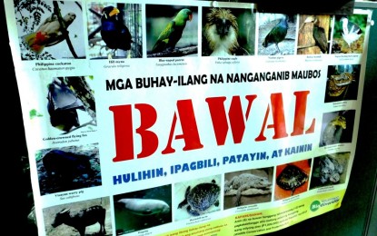 <p><strong>PROTECTING WILDLIFE.</strong>  Department of Environment and Natural Resources (DENR) Secretary Roy Cimatu said the government will continue to protect species and respective habitats of endangered wildlife during the Earth Day celebration at the DENR office in Quezon City on Wednesday (April 24, 2019). He also urged the public to report wildlife trafficking incidents to the DENR and other law enforcers.  (<em>PNA photo by Catherine J. Teves</em>)</p>