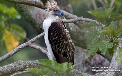 DENR calls for forest habitat conservation to preserve PH Eagle 