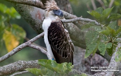 <p style="text-align: left;">A file photo of the Philippine eagle.<em> (Photo courtesy of Philippine Eagle Foundation)</em></p>