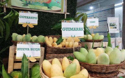 <p>Varieties of sweet mangoes displayed at the Department of Agriculture two-day fair in Quezon City. </p>