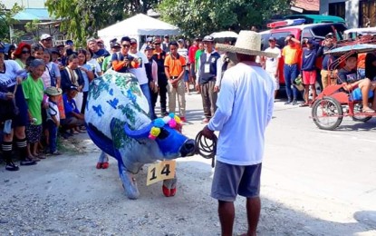 <p><strong>PALUHOD FEST.</strong> A carabao kneels while passing in front of judges during the 4th Carabao (water buffalo) 'Paluhod (kneeling) Festiva'l in Palompon, Leyte. The event pays tribute to carabao as an indispensable partner of farmers in cultivating their land for rice farming and transporting their farm produce. <em>(Photo by Roel Amazona)</em></p>