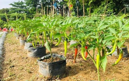 <p><strong>URBAN GARDENING.</strong> A variety of vegetables are being raised by residents of a village in Cabanatuan City, Nueva Ecija, who have finished a 45-day urban gardening training. The project dubbed as "Kabalikat sa Kabuhayan" aims to help the villagers earn additional income.<strong><em> </em></strong><em>(Photo by Marilyn Galang)</em></p>