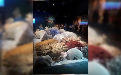 <p>Big corals from the south sea of China exhibited at the National Maritime Museum. <em>(PNA Photo by Kris Crismundo)</em></p>
