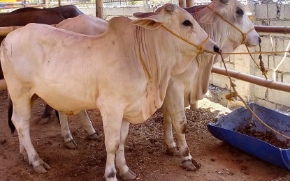 <p><strong>CATTLE PRODUCTION</strong>. The Negros Occidental Provincial Veterinary Office is set to use artificial insemination as a breeding method to accelerate genetic improvement and production of cattle in the province and also help address the country’s dwindling cattle population. The Provincial Semen Processing Facility will soon rise at the Negros First Ranch in Murcia town<em>. (PNA-Bacolod file photo)</em></p>