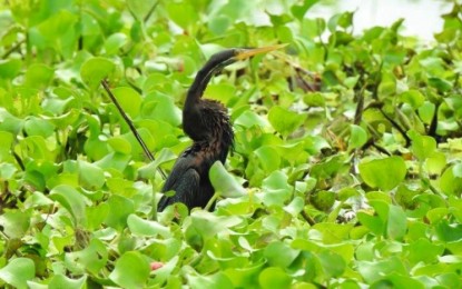 <p><strong>FREED</strong>. The Oriental Darter, an endangered bird specie, is released by military and tourism officials on Monday (May 3) in the marshland of Gen. Salipada K. Pendatun town in Maguindanao. <em><strong>(Photo courtesy of 33rd IB)</strong></em></p>