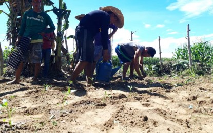 <p><strong>COMMUNITY GARDENING IN BAYAMBANG.</strong> Barangay residents in Bayambang, Pangasinan plant in vacant areas as part of the community gardening project of the municipal government. The project aims to provide sufficient and healthy sustenance for every family in town. <em>(Photo courtesy of Bayambang's official Facebook page)</em></p>