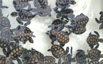 <p><strong>PROTECTION BOOSTED. </strong><br />Hatchlings placed inside styrofoam in Padre Burgos, Southern Leyte. Concerned officials in Eastern Visayas have asked the Department of Environment and Natural Resources to step up conservation efforts of marine turtles in Southern Leyte after reports of frequent nesting in coastal villages in the past two years. <em>(Photo courtesy of Association of Government Information Officers Southern Leyte)</em></p>