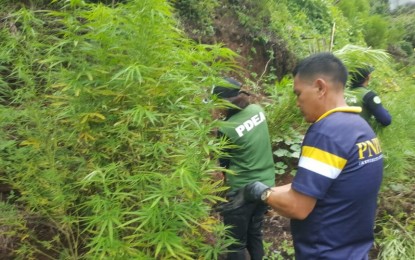 <p><strong>UPROOTING MARIJUANA. </strong> The joint operatives of the Philippine National Police (PNP) and Philippine Drug Enforcement Agency (PDEA) prepare to destroy a marijuana plantation during a three-day operation in Tinglayan, Kalinga province from June 25 to 29, 2019.  A total of PHP49.6 million worth of marijuana plants were destroyed during the operation. <em>(Photo courtesy of PNP-DEG)</em></p>
