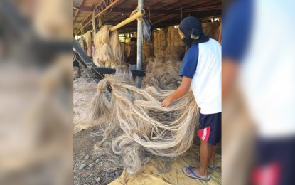 Catanduanes as ‘abaca capital’ hailed as big boost to industry