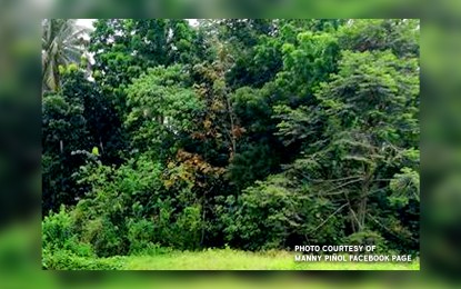 Ccc Urges More Action To Protect Preserve Rainforests Philippine News Agency