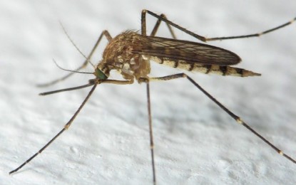 GenSan moves to contain dengue in schools