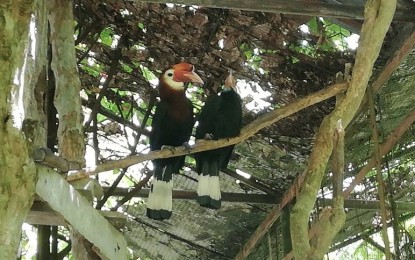 <p><strong>HELP FOR MARI-IT.</strong> A pair of Visayan writhed hornbill, considered as the world’s second most critically endangered hornbill, among the 16 hornbills that can be found inside the Mari-it Wildlife and Conservation Park. The park is Panay Island’s first conservation, breeding, and rescue park situated inside the compound of the West Visayas State University-College of Agriculture is being re-introduced as an eco-tourism site hoping it could generate funds to sustain operations. <em>(PNA photo by Perla G. Lena)</em></p>