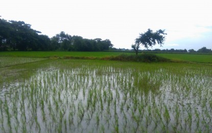 <p>A rice farm in Nueva Ecija. <em>(Photo by Marilyn Galang)</em></p>