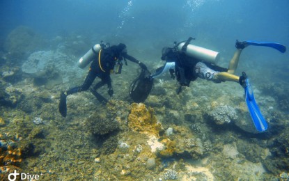 <p><strong>INVASIVE STARFISH.</strong> Members of the Base Camp Diver, a group of divers from Iloilo, gather some crown of thorns (COT) in Culasi, Antique. The COT is a starfish that preys on corals. <em>(Photo courtesy of Ivan Aguana)</em></p>