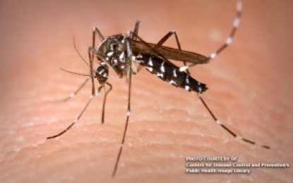 <p><strong>KILLER MOSQUITO</strong>. A dengue-carrying mosquito. Dengue fever has already claimed the lives of nine people in Eastern Visayas this year with 4,131 patients sent to hospitals after suffering the mosquito-borne illness, the Department of Health (DOH) reported on Friday (July 10, 2020). (File photo)</p>