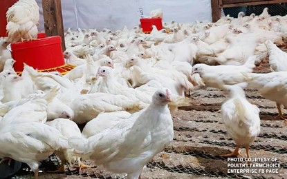 <p><em>(File photo courtesy of Poultry Farmchoice Enterprise)</em></p>