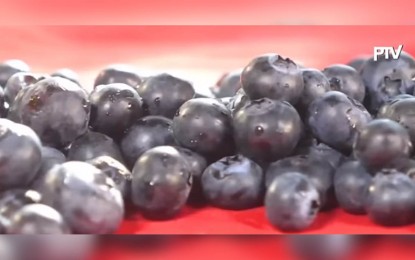 New studies show diverse benefits of eating blueberries