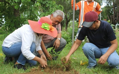 <p><strong>TREE WALL PROJECT.</strong> Mariano Marcos State University (MMSU) president Shirley Agrupis (left) and former MMSU president Santiago Obien (center) lead the launching of the second tree wall project at the vicinity of the university’s main library on Thursday (August 1, 2019). Assisting them is Dr. Joselito Rosario (in black shirt), Dean of MMSU’s College of Agriculture, Food and Sustainable Development. <em>(Photo courtesy of Daniel Tapaoan Jr., MMSU StratCom)</em></p>