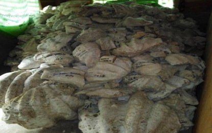 7 tons of fossilized giant clams recovered in north Negros | Philippine  News Agency