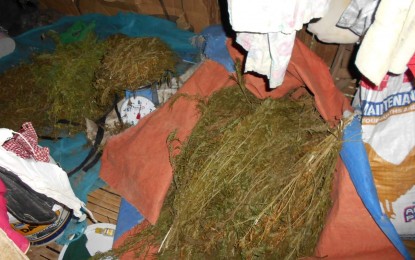 <p><strong>SEIZED MARIJUANA.</strong> Operatives of Don Salvador Benedicto Municipal Police Station in Negros Occidental seized about PHP1.24 million worth of suspected marijuana, including eight kilos of dried leaves valued at PHP960,000 and PHP158,400 worth of plants, from a suspect in Barangay Igmaya-an late Sunday afternoon. Another operation also yielded dried marijuana leaves amounting to PHP120,000. <em>(Photo courtesy of Don Salvador Benedicto Municipal Police Station)</em></p>
<p> </p>