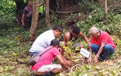 Farmers trained on bamboo production, rejuvenation | Philippine News Agency