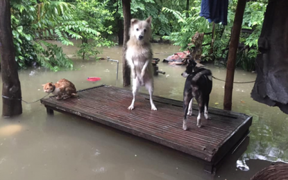 <p><strong>RESCUED.</strong> Pet owners in Laoag City secure their animals in a makeshift shelter due to massive floods brought about by ‘Ineng’ on Saturday (Aug. 24, 2019).  On the same day, the city council of Laoag declared the city under state of calamity. <em>(PNA photo by Leilanie G. Adriano)</em></p>