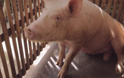 P5.5-M swine farm project benefits CamSur farmers group