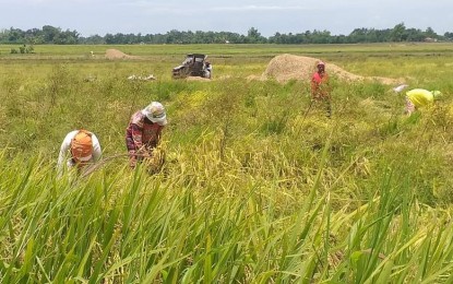 <p><strong>RICE HARVEST</strong>. Rice farmers during a harvest season in Bago City, Negros Occidental. The southern Negros city, which is the province’s top rice-producing local government unit, has begun preparations to counter the effects of the El Niño weather phenomenon that could adversely affect farm yield, the city agriculturist said Thursday (May 18, 2023).<em> (PNA-Bacolod file photo)</em></p>