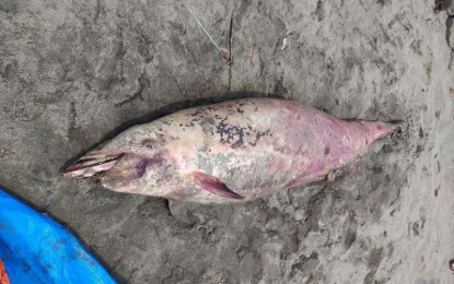 4th dead dolphin found on southern Negros shoreline