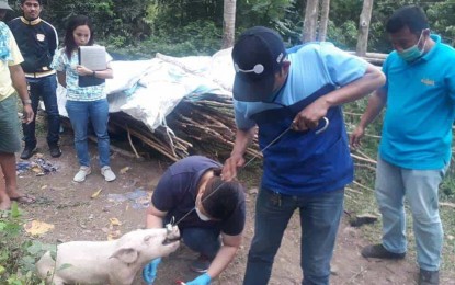 <p><strong>BLOOD COLLECTION.</strong> City Veterinary Services Office pPersonnel collect blood samples of swine for disease surveillance in Barangays Sanghay, Danao, and Culian in Mati City, Davao Oriental, on Wednesday (September 18). <em>(Contributed Photo)</em></p>