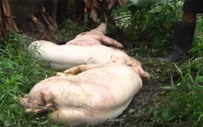 <p><strong>DEAD PIGS.</strong> Photo shows some of the pigs that died due to a "mysterious" illness in Barangay Santor, Malolos City, Bulacan on Wednesday (Sept. 18, 2019). The dead swine were owned by a backyard raiser who said that a total of 21 of his pigs have already died.<em> (Photo by Manny Balbin)</em></p>